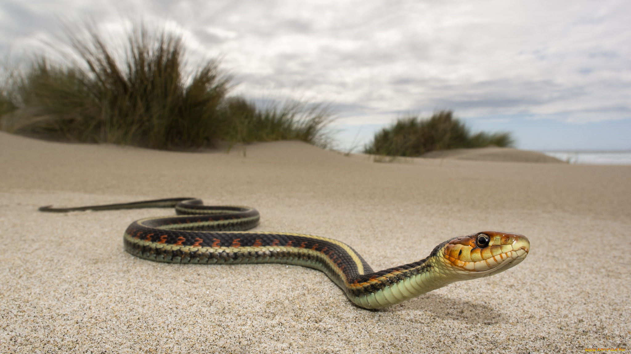 Скорость движения змей. Песчаная гадюка. Полоз ползающий. Зериг Песочная змея. Ползучая змея.